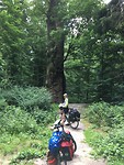 De 1000 jarige eik