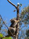 Echt in Australie!