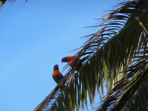 Vogeltjes in Melbourne