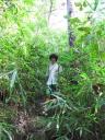 Bamboe bos, Umphang