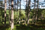 Hulne Park