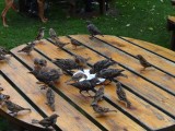 Even de andere mensen op het terras pesten door alle vogels op onze kruimels te laten afkomen...