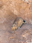 Rabbit-squirl