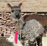 Lama