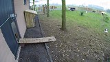 Oei, Floortje in de kippenren!