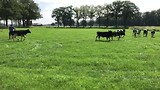 Pinken zijn gekomen