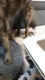 Spelen in een kleine ruimte met Touch