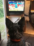 Floortje kijkt ook voetbal