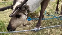 Hoe een rendier eet en ook het geluid aan zetten!