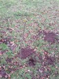 Setting mole traps