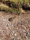 No one will see me if I sit toadely still