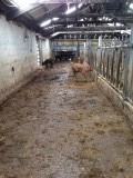 Calves running around