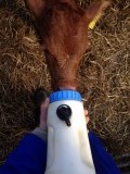 Feeding Greedy