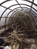 The polytunnel