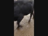 Putting the heifers back with Skye