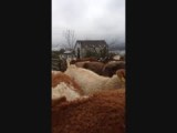 Herding the calves