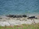 Gator