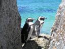Jackass Pinguins