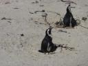 Pinguins bij 27C