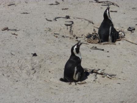 Pinguins bij 27C