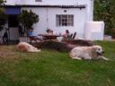 Natte Valleij met Lilly en Benji plus vlooien