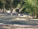 Zebra's