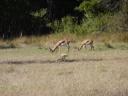 Springbok