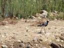 Blacksmith plover