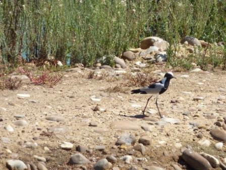 Blacksmith plover