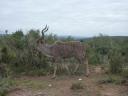 Mannetje Kudu