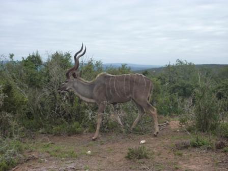 Mannetje Kudu