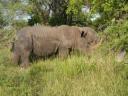 neushoorn