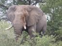 olifant