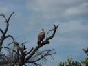eagle