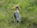 marabou