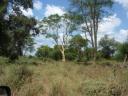 koortsboom
