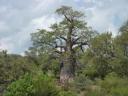 baobab-boom