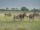 zebras's