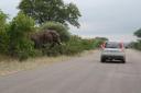 olifant en auto