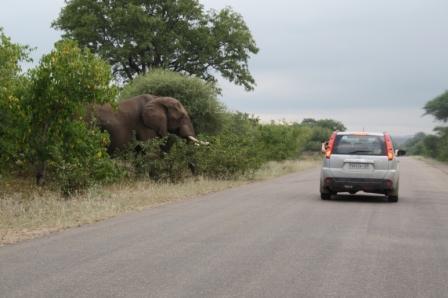 olifant en auto