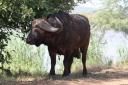 buffelstier