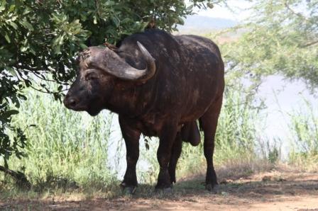 buffelstier