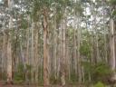 Karri forest