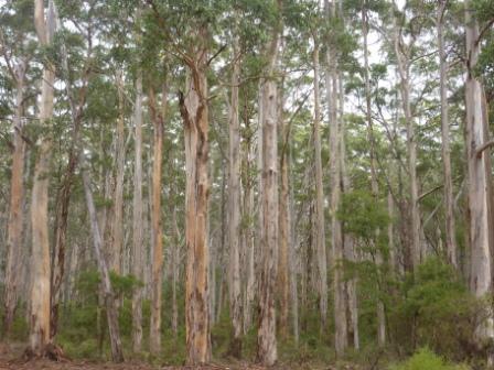 Karri forest