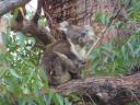 Onze eerste koala