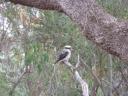 kookaburra