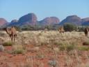 Kata Tjuta met dromedarissen