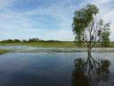 yellow waters