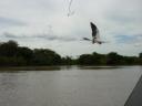 sea eagle