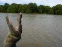 jumping crocodile 2